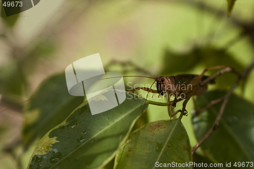 Image of grasshopper