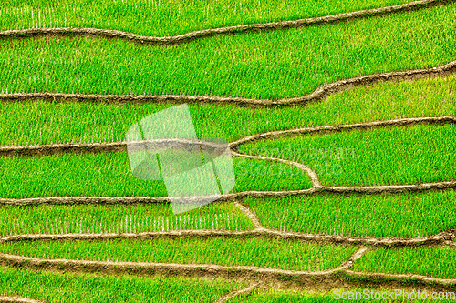 Image of Rice field terraces