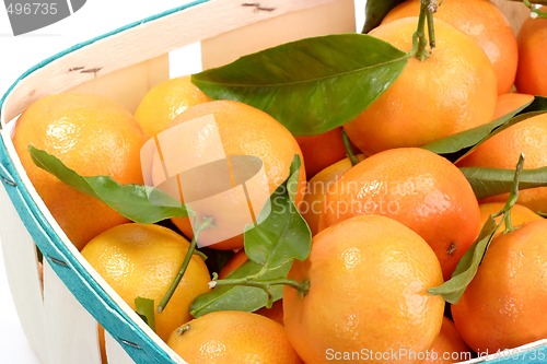 Image of Satsumas with Leaves