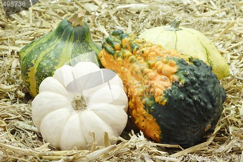 Image of Pumpkins in the Straw