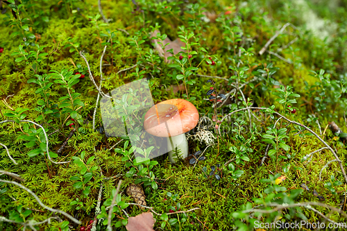 Image of russule mushroom growing in autumn forest