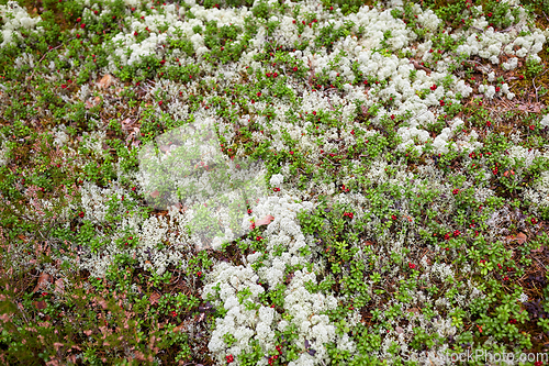 Image of close up of lingonberries growing in forest