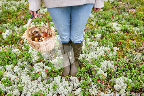 Image of woman with basket picking mushrooms in forest