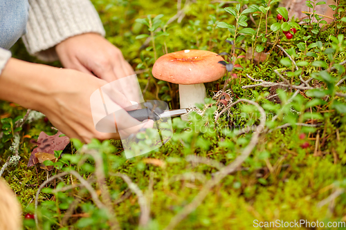 Image of young woman picking mushrooms in autumn forest