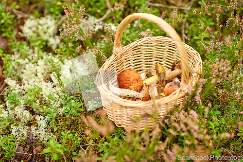 Image of close up of mushrooms in basket in forest