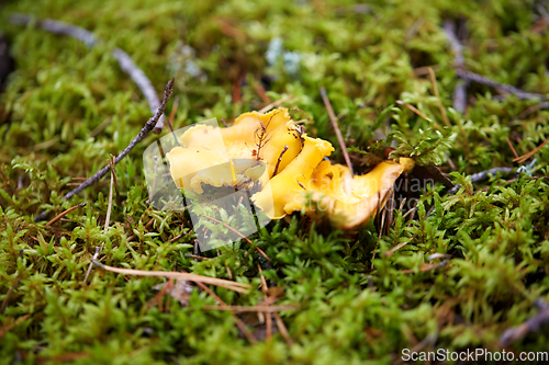 Image of chanterelle mushroom growing in autumn forest