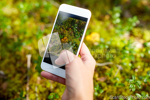 Image of hand using smartphone to identify mushrooms