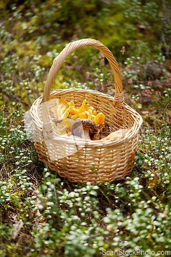 Image of close up of mushrooms in basket in forest