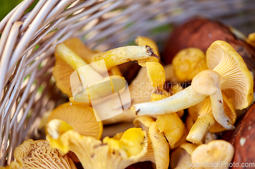 Image of close up of mushrooms in basket in forest