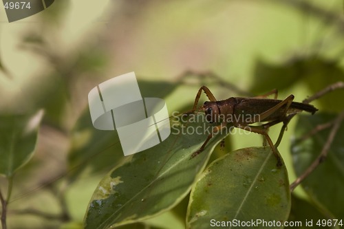 Image of grasshopper