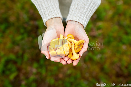 Image of close up of woman holding chanterelle mushrooms