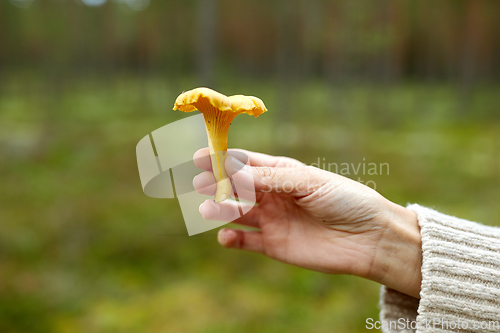 Image of close up of woman holding chanterelle mushroom