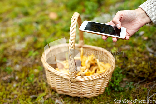 Image of hand with smartphone and mushrooms in basket