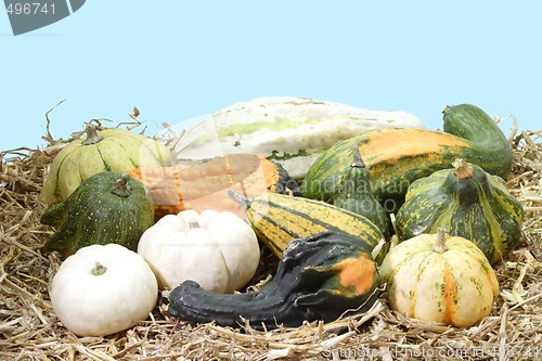 Image of Mixed Pumpkins