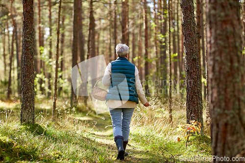 Image of senior woman picking mushrooms in autumn forest