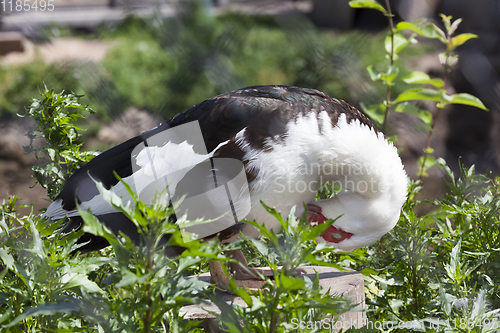 Image of black and white duck