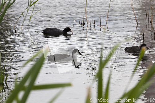 Image of duck and ducklings