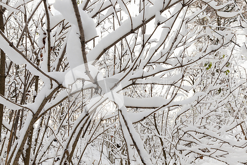 Image of snow-covered branches of young trees