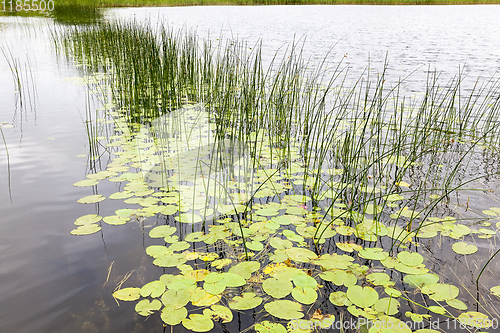 Image of lake water lilies