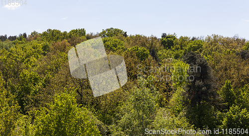 Image of mixed forest