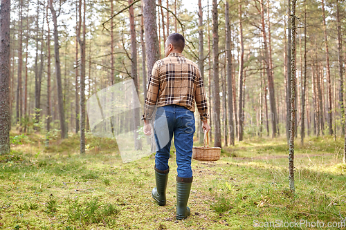 Image of man with basket picking mushrooms in forest