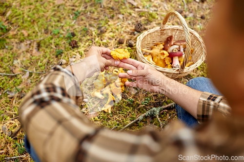 Image of man with basket picking mushrooms in forest