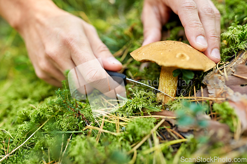 Image of close up of man picking mushrooms in autumn forest