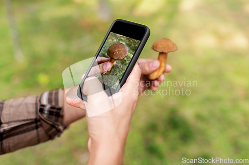 Image of hands using smartphone app to identify mushroom