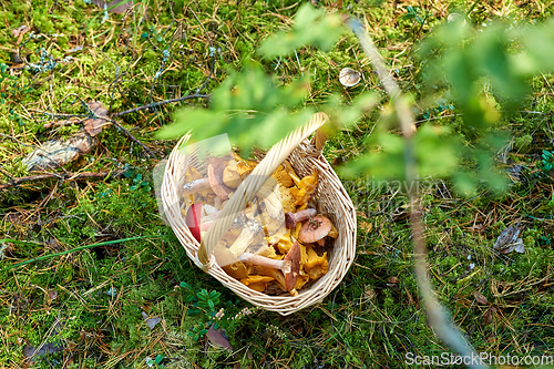 Image of close up of mushrooms in basket in forest
