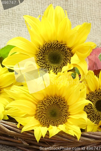 Image of Sunflower Blooms