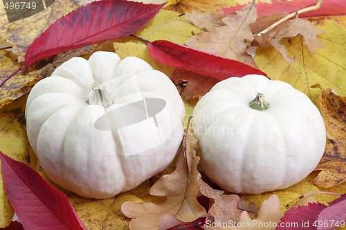 Image of Autumn Foliage with Pumpkins