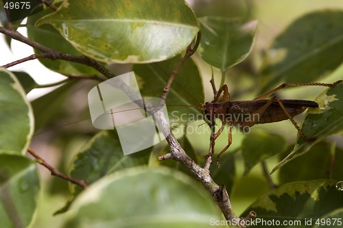 Image of grasshopper