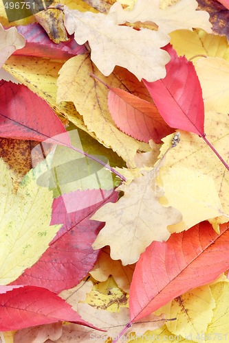 Image of Autumn Foliage