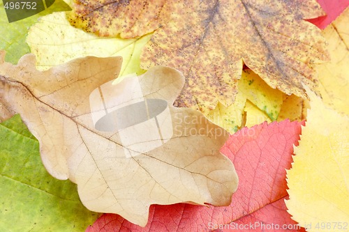 Image of Colorful Autumn Leaves