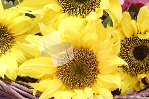 Image of Sunflower Blossoms