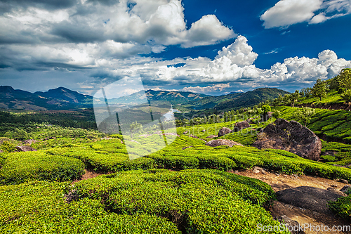 Image of Tea plantations and river in hills, Kerala, India