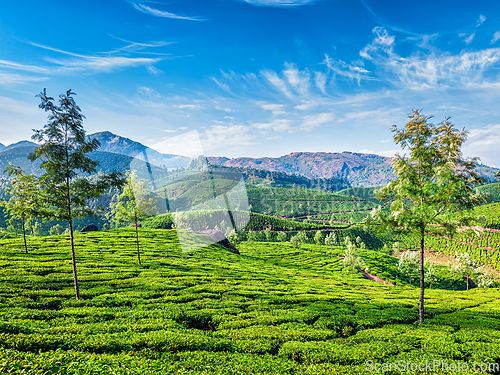 Image of Tea plantations, Munnar, Kerala state, India