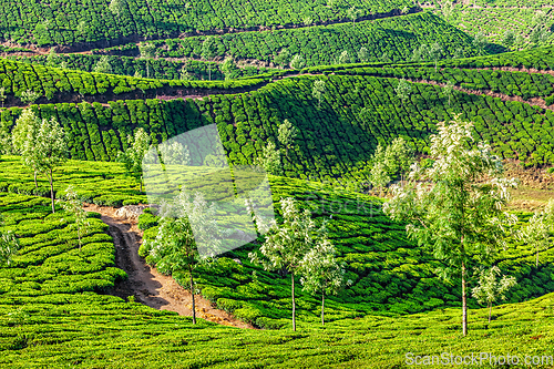 Image of Tea plantations in the morning, India