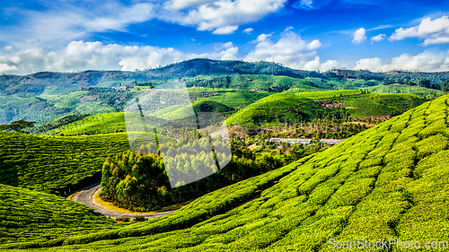 Image of Green tea plantations in Munnar, Kerala, India