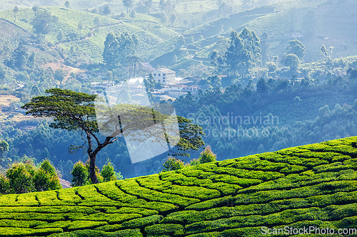 Image of Tree in tea plantations