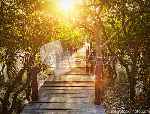 Image of Wooden bridge in flooded rain forest jungle of mangrove trees