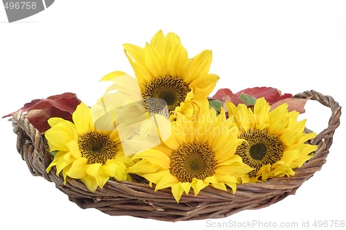Image of Sunflowers in a Basket