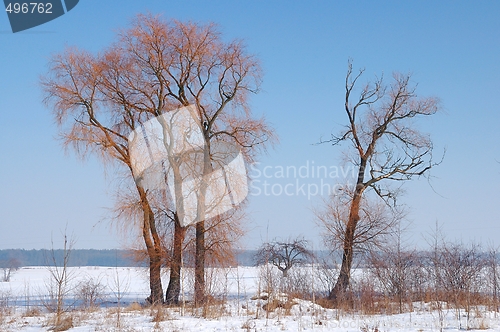 Image of Winter Scenery