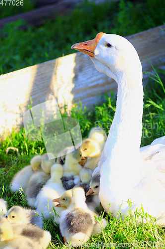 Image of goose guards its goslings on the grass