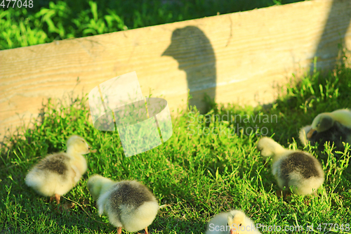 Image of shadow of goose that guards its goslings