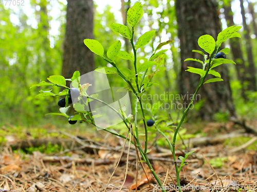 Image of bilberry-bush with berries in the forest