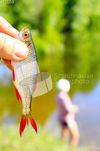 Image of rudd caught in hand and fisherman in the background