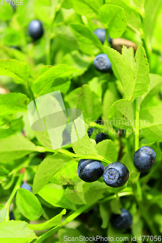 Image of bilberry on the bush