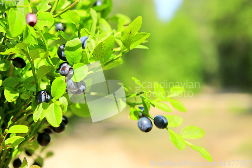 Image of bilberry-bush with berries in the forest