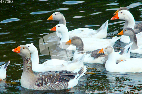 Image of hatch of white geese swimming on the water